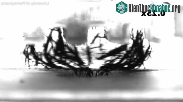 Các nhà khoa học thử nghiệm hệ thống robot đánh răng siêu nhỏ.&nbsp;