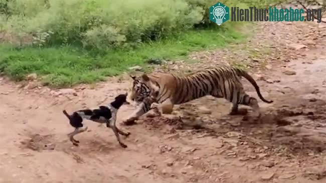 &nbsp;Con hổ đứng phắt dậy, nhảy chồm tới và nhanh chóng áp chế chú chó.