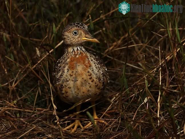 Pedionomus torquatus là loài chim rất bí ẩn vì gần như không xuất hiện vào ban ngày.