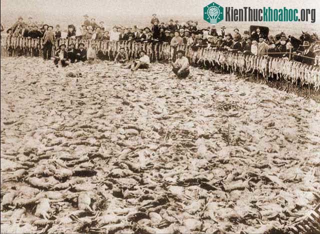 100 triệu con thỏ đã bị giết chết bởi virus Myxoma chỉ trong vòng 6 tháng.
