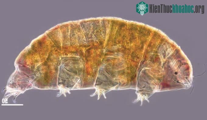 Chân dung loài tardigrade kỳ dị vừa được phát hiện
