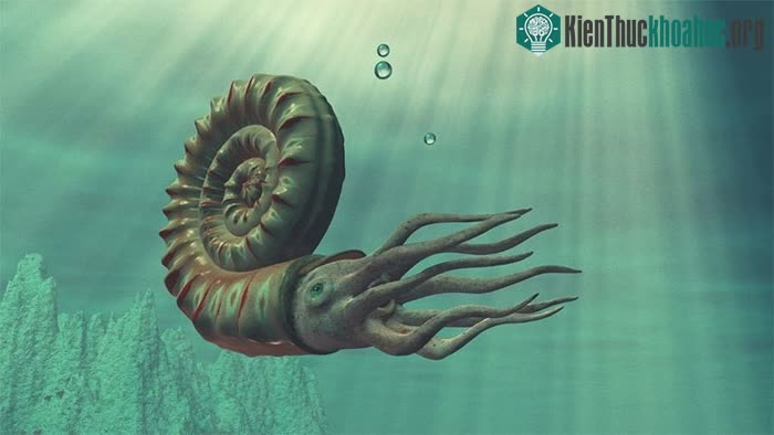 Ammonite - Cúc đá.