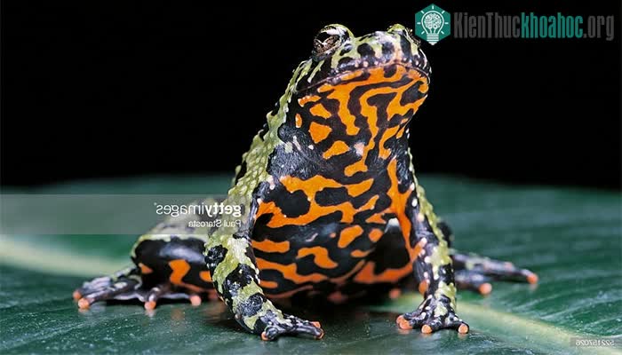 Cóc tía có phần bụng với màu đỏ hay vàng sặc sỡ, phân bố rộng từ châu Âu sang châu Á.