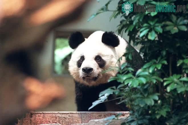 Gấu trúc đực An An