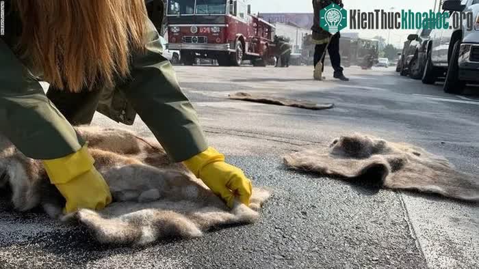 Các tình nguyện viên MOT dùng thảm tóc để làm sạch dầu trên đường.