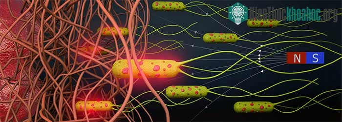 Ảnh mô phỏng các microrobot bao vây khối u.