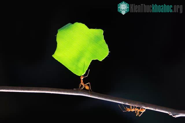 Nhiều người tưởng kiến cắt lá ăn lá cây, nhưng chúng chỉ mang lá về để nuôi nấm mà thôi.