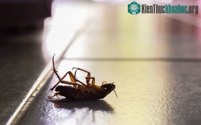 Bạn không nên dùng máy hút bụi để tiêu diệt gián.