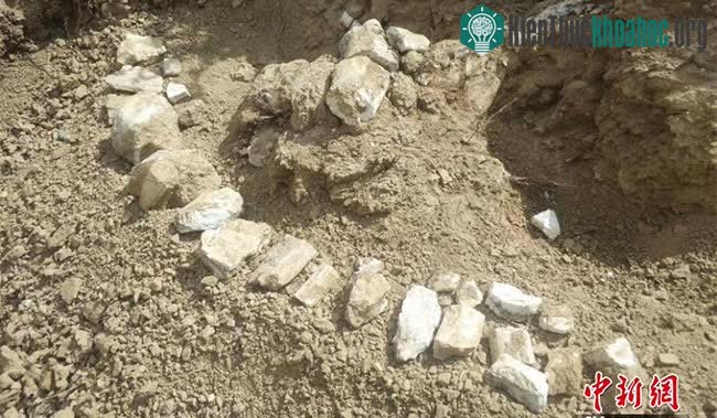 Hóa thạch của hệ động vật Hipparion được tìm thấy ở Khu tự trị Tân Cương.