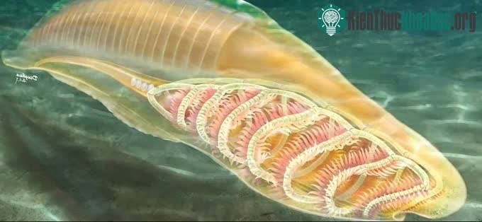 Loài thủy quái kỳ dị có thể là "ông tổ" của tất cả sinh vật trên hành tinh ảnh 0