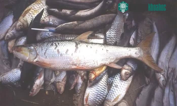 Cá chép hồi khổng lồ