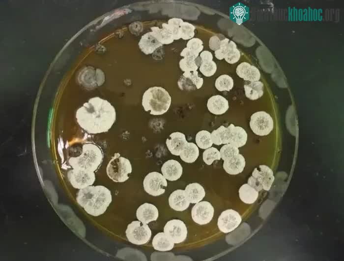 Vi khuẩn streptomyces tạo thành các phân tử fuelimycin.