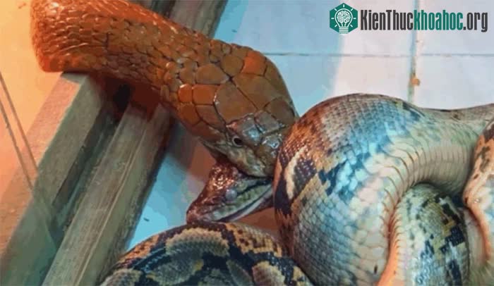 Rắn hổ mang tung ra cú cắn chí mạng đớp thẳng vào đầu đối thủ.