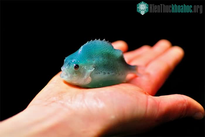 á vây tròn nhìn khá ngộ nghĩnh và thường được nuôi ở các trang trại cá hồi