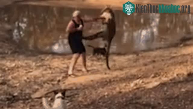 Người đàn ông đã bị con kangaroo lao tới đá vào ngực.