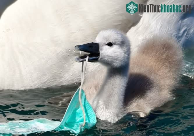 Một chú thiên nga ở Ý ngậm khẩu trang bị bỏ đi