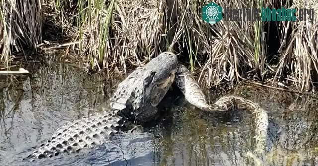 Cá sấu Big Boy đẩy xác trăn tới mép nước.&nbsp;