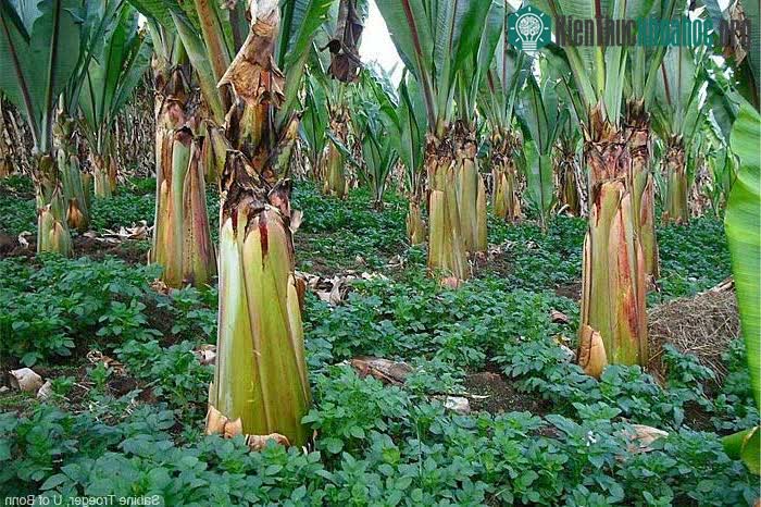 Cây chuối giả