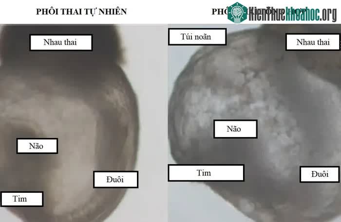 So sánh giữa phôi thai tự nhiên và phôi thai nhân tạo của chuột.