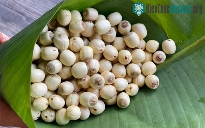Hạt sen trong y học cổ truyền gọi là liên nhục, còn có các tên gọi khác như liên tử, liên thực...