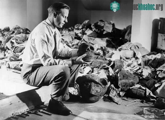 Thor Heyerdahl với các hiện vật từ Đảo Phục sinh. Năm 1957.