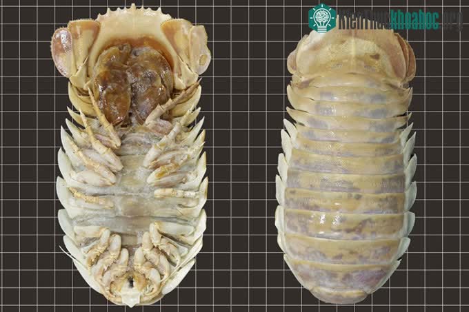 Mẫu vật Bathonymus yucatanensis tại Thủy cung Enoshima của Nhật Bản.