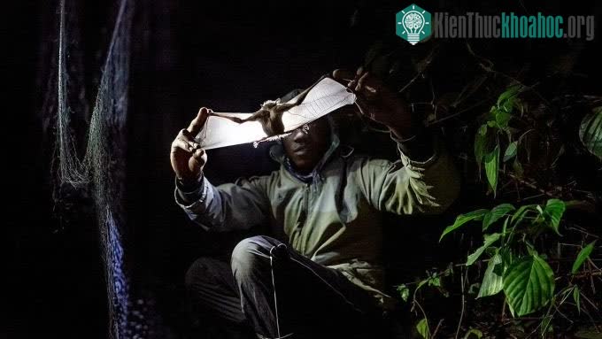 Một nhà nghiên cứu tìm kiếm dấu hiệu của bệnh sốt rét, Zika trên con dơi ở Uganda