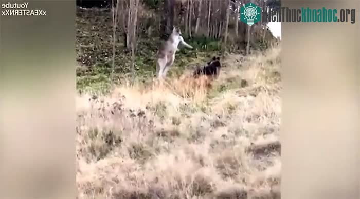 Con kangaroo và một con chó becgie ẩu đả trong hơn 20 phút cho tới khi cảnh sát đến.