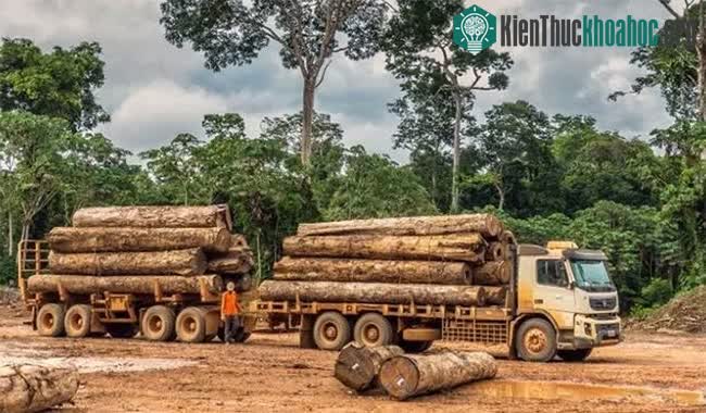 Cây Ipe được vận chuyển về xưởng cưa xẻ.