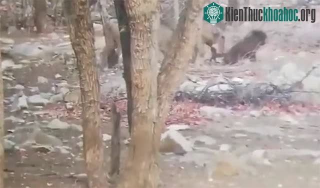 Trước màn tấn công điên cuồng của đối thủ, khỉ đầu chó bị húc thủng bụng và phải bỏ mạng.