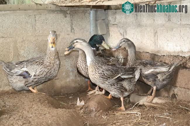 Giống vịt Trạc Nhật