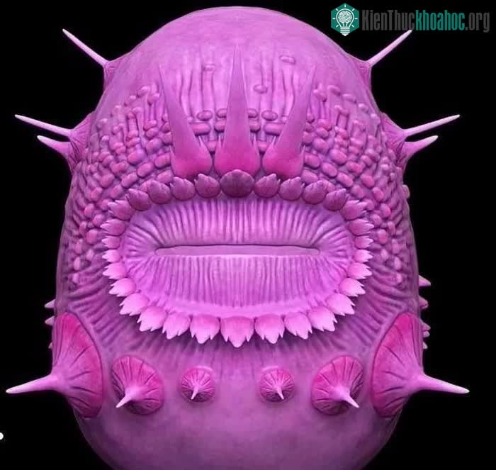 Trong ảnh là sự tái tạo của một nghệ sĩ về Saccorhytus coronarius