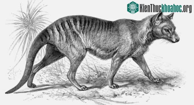 Bản vẽ giống hổ Tasmania.
