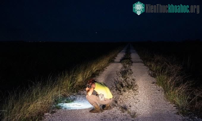 Galan là thợ săn trăn chuyên nghiệp giúp kiểm soát số lượng trăn Miến Điện ở Florida.