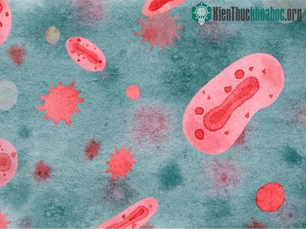 WHO xem xét khả năng đột biến của virus đậu mùa khỉ, các nghiên cứu đang được tiến hành.