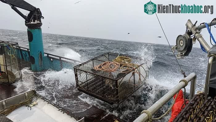 Cua tuyết Alaska đang biến mất bí ẩn ảnh 0