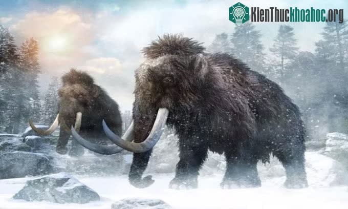 Hình dáng của voi ma mút lông xoăn cổ đại