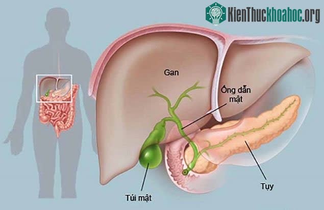 Nhiều yếu tố tác động khiến gan dễ bị tổn thương.