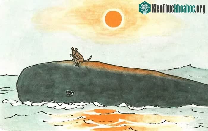 Xét một cách tương đối, con chuột tí hon "phàm ăn" hơn cả cá voi khổng lồ.