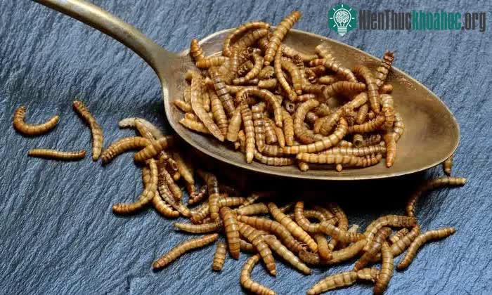 Sâu bột khi được nấu chín với đường sẽ trở thành một loại hương liệu giống như thịt.