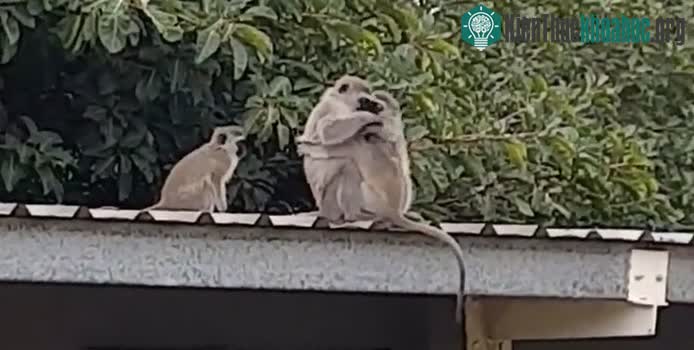 Khỉ con ôm chặt lấy mẹ sau khi được trả tự do.
