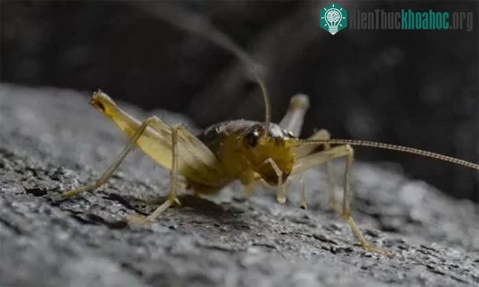 Nhiều mặt đời sống và hành vi của chúng vẫn là "bí ẩn khoa học"