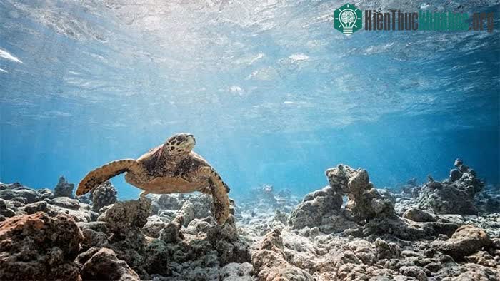 Maldives là nơi yêu thích của những người đam mê lặn biển.
