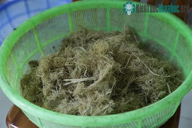 Phân voi nhiều chất xơ, không nặng mùi.