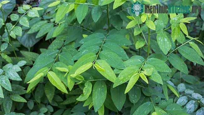 Các bà mẹ mang bầu tuyệt đối không được uống nước rau ngót sống.
