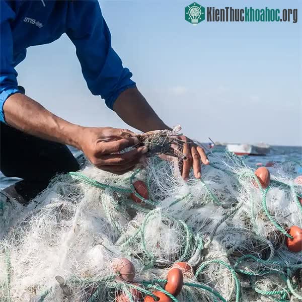 Không ai hiểu vì sao những con cua từ Ấn Độ Dương lại đến vùng biển Địa Trung Hải.