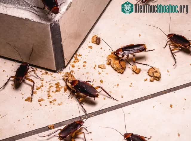 Sau khi nó chết, hãy cẩn thận khi xử lý xác gián.