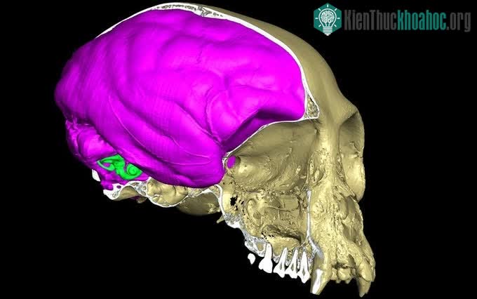 Giải mã bí ẩn: Thủy tổ của chúng ta trở thành động vật máu nóng từ bao giờ? ảnh 1