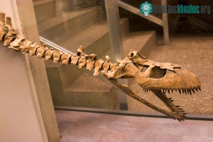 &nbsp;Hóa thạch Cryptoclidus được đặt trong Bảo tàng Naturmuseum Senckenberg ở Frankfurt, Đức