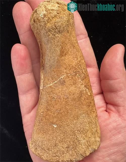 Xương hóa thạch của plesiosaur
